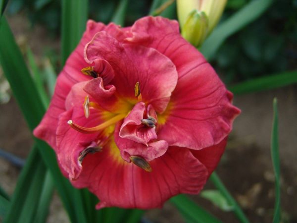 Hemerocallis Rose Corsage