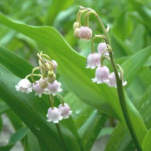 Convallaria majalis Rosea