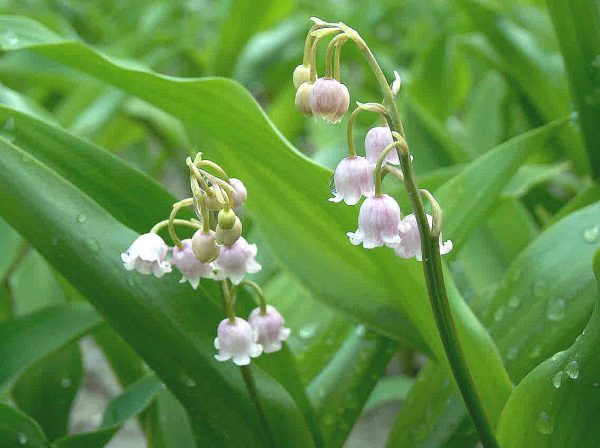 Convallaria majalis Rosea
