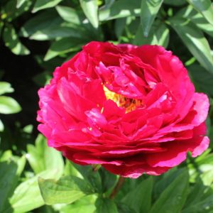 Paeonia  Rosedale