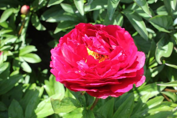 Paeonia  Rosedale