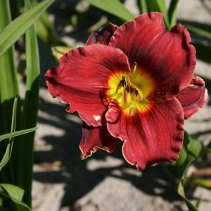 Hemerocallis Roses in Snow