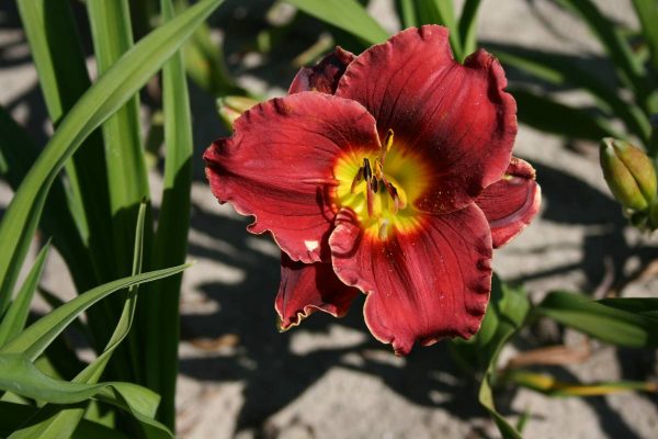 Hemerocallis Roses in Snow