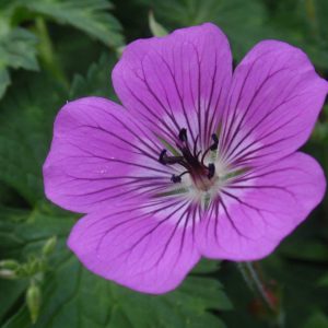 Geranium Rosetta®
