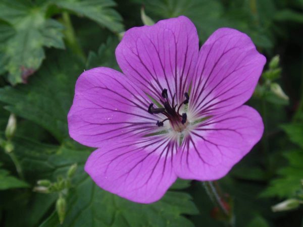 Geranium Rosetta®