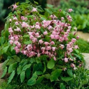 Epimedium youngianum Roseum