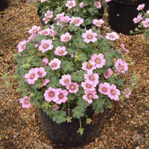 Geranium cinereum Rothbury Gem® PBR