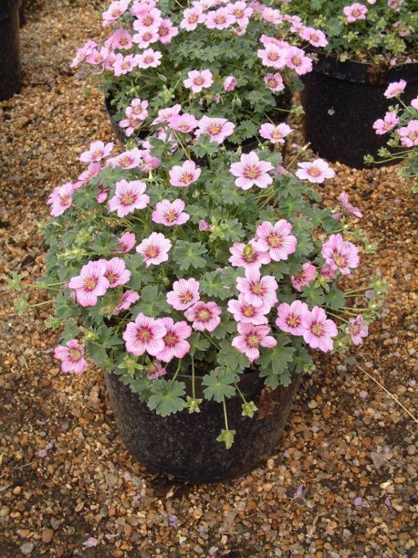 Geranium cinereum Rothbury Gem® PBR
