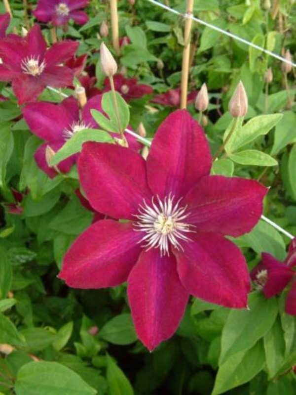 Clematis Rouge Cardinal