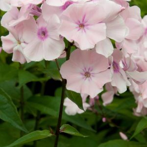 Phlox pan, Rowie