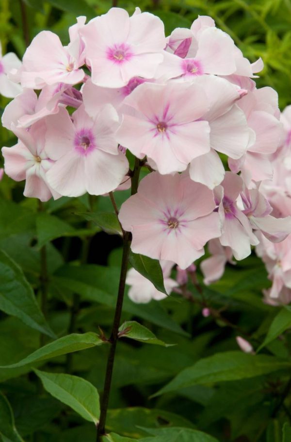 Phlox pan, Rowie