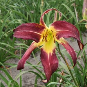 Hemerocallis Royal Celebration