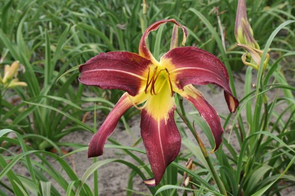 Hemerocallis Royal Celebration