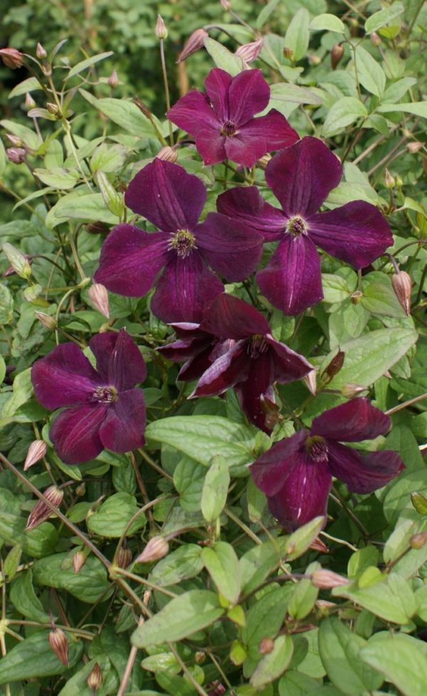 Clematis Royal Velours