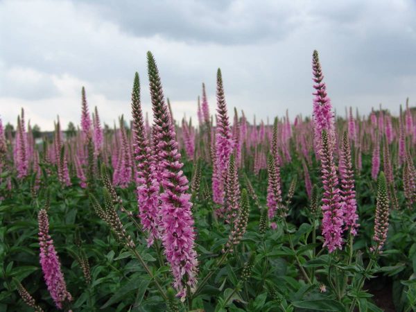 Veronica longifolia Royal Pink