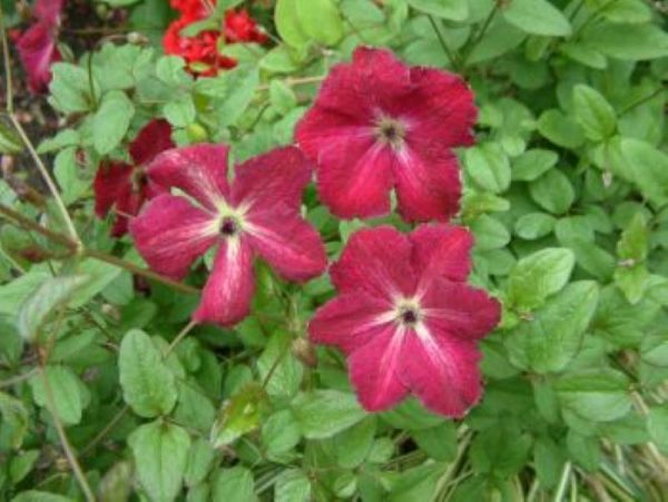 Clematis Rubra(Kermessina)