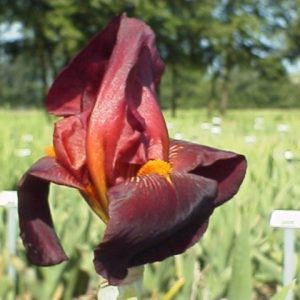 Iris Germanica Ruby Mine
