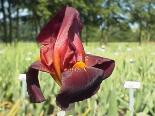 Iris Germanica Ruby Mine