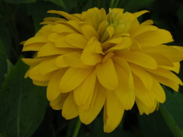 Rudbeckia laciniata Goldquelle