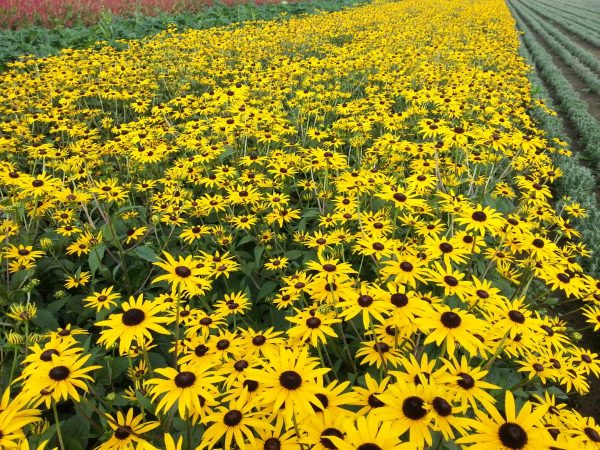 Rudbeckia fulgida Goldsturm