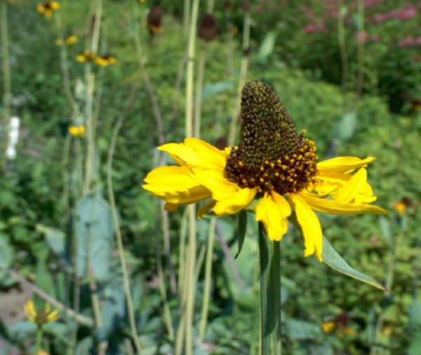 Rudbeckia maxima