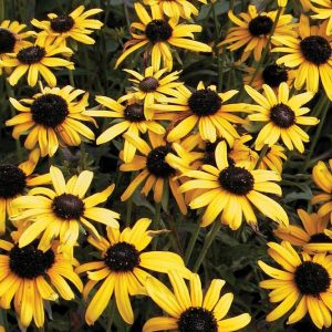 Rudbeckia