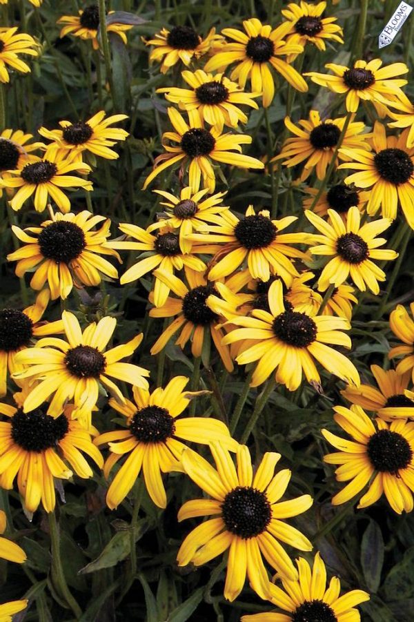 Rudbeckia fulg.Viette's Little Suzy®
