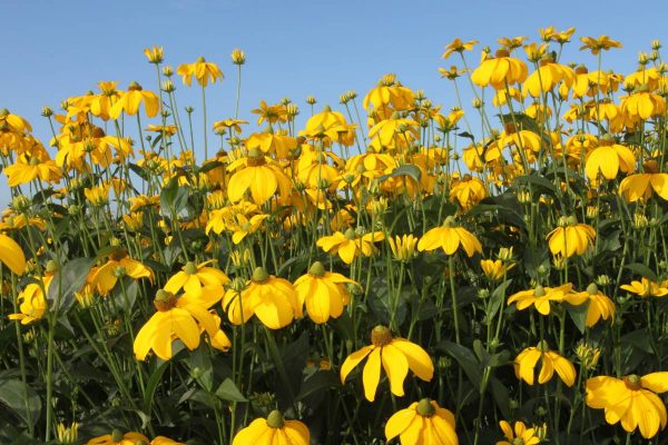 Rudbeckia nitida Herbstsonne