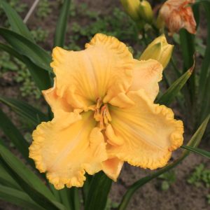Hemerocallis Ruffled Dude