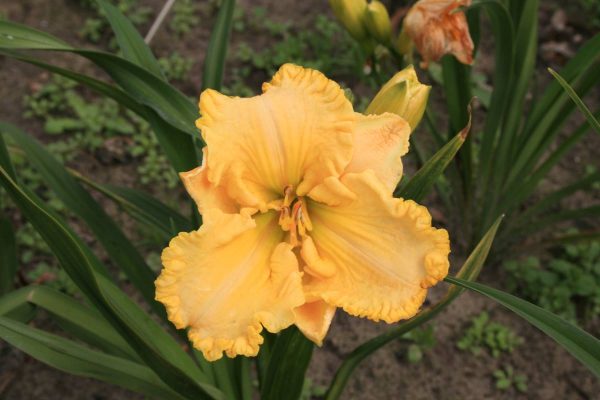 Hemerocallis Ruffled Dude