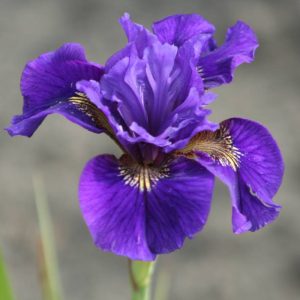 Iris sibirica Ruffled velvet