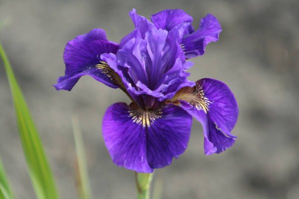 Iris sibirica Ruffled velvet