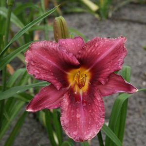 Hemerocallis Russian Rhapsody