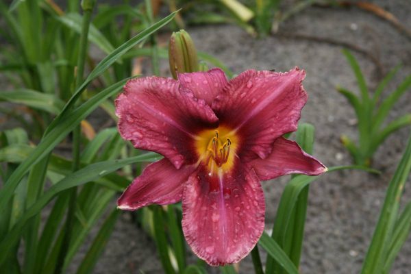Hemerocallis Russian Rhapsody