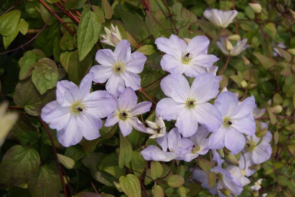 Clematis Sea Breeze®