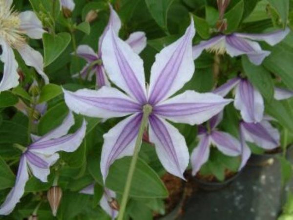 Clematis Star River®