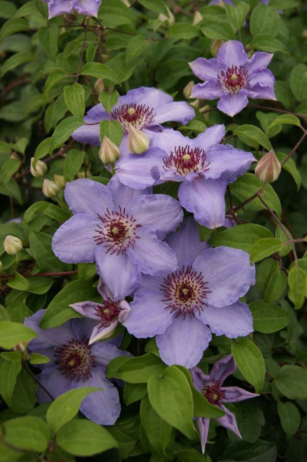 Clematis Still Waters®