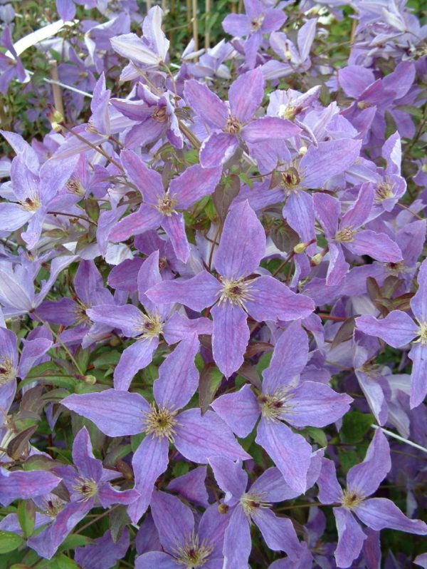Clematis Sunny Sky®
