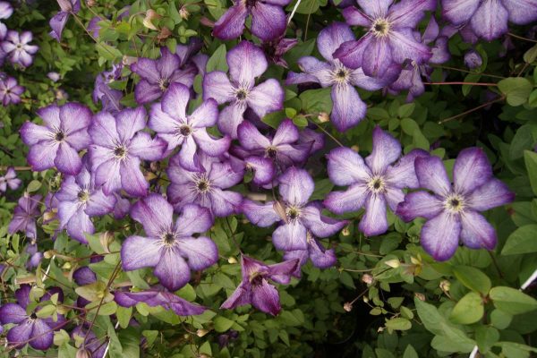 Clematis Super Nova®