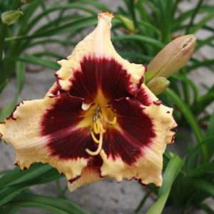 Hemerocallis Sabine Baur