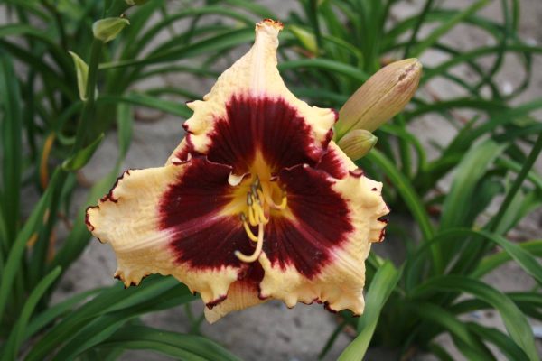 Hemerocallis Sabine Baur