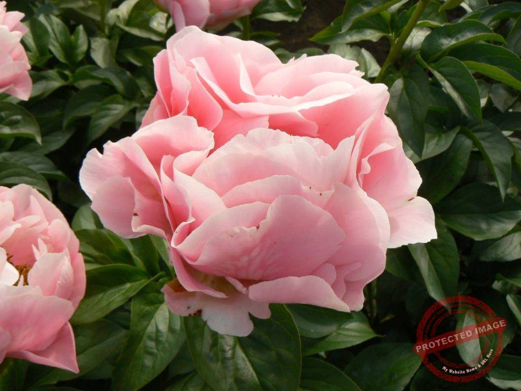 Paeonia Salmon Dream Verschoor Horticulture