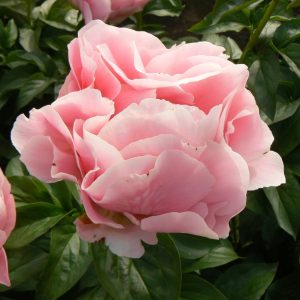 Paeonia  Salmon Dream