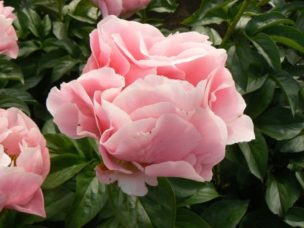 Paeonia  Salmon Dream