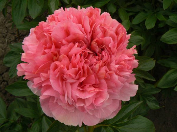 Paeonia  Salmon Glory