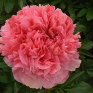 Paeonia  Salmon Glow