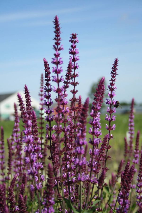 Salvia nemorosa Amethyst
