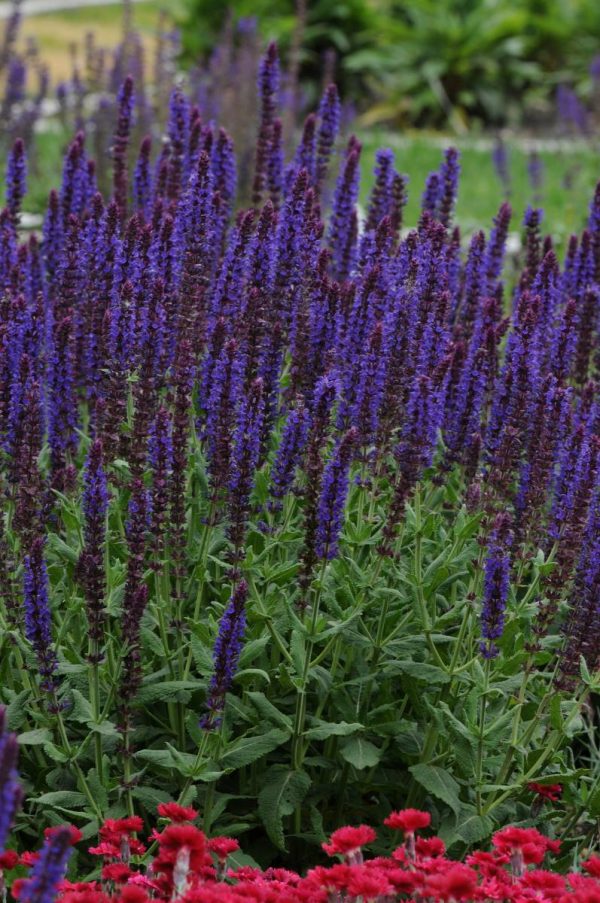 Salvia nemorosa Lyrical® Blues