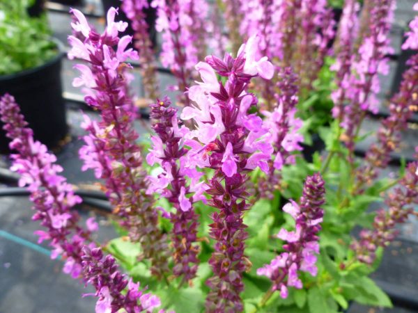 Salvia nemorosa Lyrical® Rose