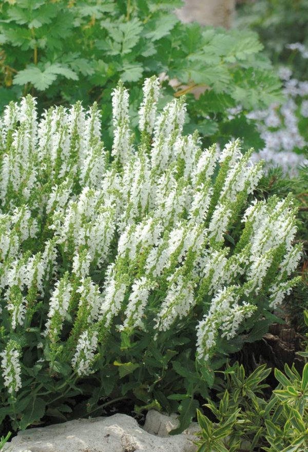 Salvia nemorosa Lyrical® White